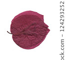 scanned tree leaves scanned tree leaves 124293252
