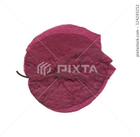 scanned tree leaves scanned tree leaves 124293252