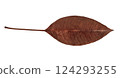 scanned tree leaves scanned tree leaves 124293255