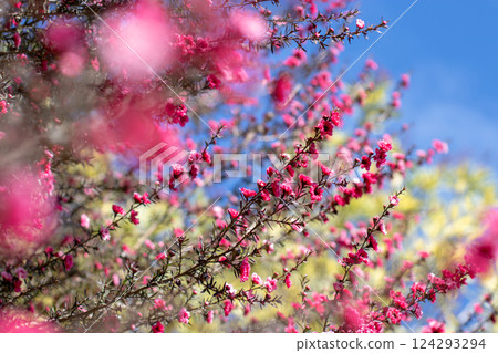 Manuka, leptospermum scoparium Tea tree branches with red flowers aesthetic selective focus background. Manuka, leptospermum scoparium Tea tree branches with red flowers aesthetic selective focus background. 124293294