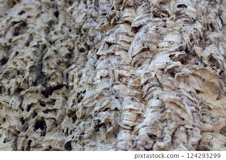 Cork oak tree bark closeup natural selective focus background. Cork oak tree bark closeup natural selective focus background. 124293299