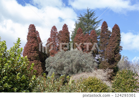 Japanese plume Cedar, Plume Cryptomeria or Cryptomeria japonica elegans tree group in the garden. Japanese plume Cedar, Plume Cryptomeria or Cryptomeria japonica elegans tree group in the garden. 124293301