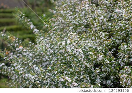 Long-leaf wax flower or philotheca myoporoides flowering plant branches 124293306