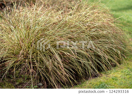 Carex oshimensis or Japanese sedge ornamental plant in the grass garden Carex oshimensis or Japanese sedge ornamental plant in the grass garden 124293316