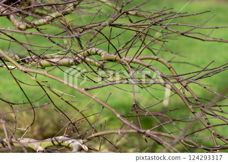 Acer palmatum, Japanese maple,palmate maple or smooth Japanese maple branches in the winter ornamental garden. 124293317
