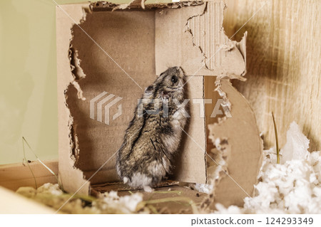 Djungarian Hamsters Chews Paper Box, Sharpens teeth 124293349