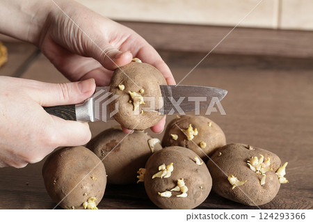 Sprouted Potatoes. Farmer is Cutting potatoes for planting. 124293366