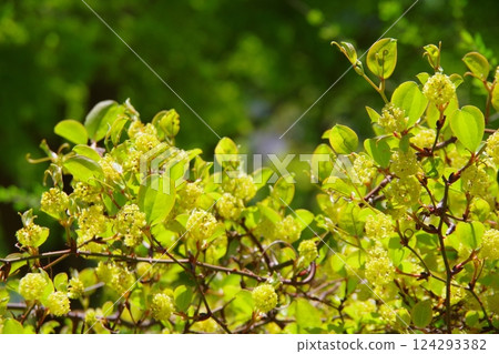 Salt-wild thorns 124293382