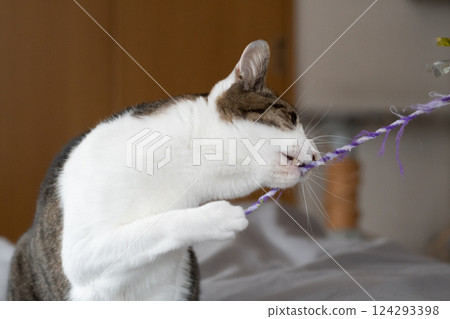Cat playing with a toy, brown tabby cat 124293398