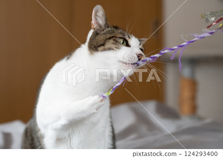 Cat playing with a toy, brown tabby cat 124293400