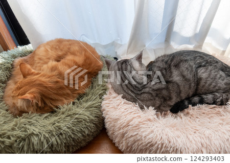 Two cats relaxing by the window 124293403