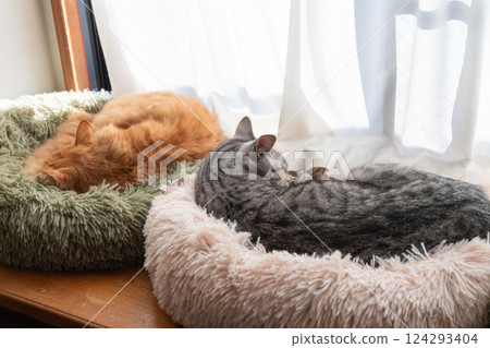 Two cats relaxing by the window 124293404