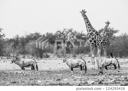 A towering giraffe stands amidst a trio of oryxes against the sparse vegetation of Etosha National Park. Namibia, Africa 124293416