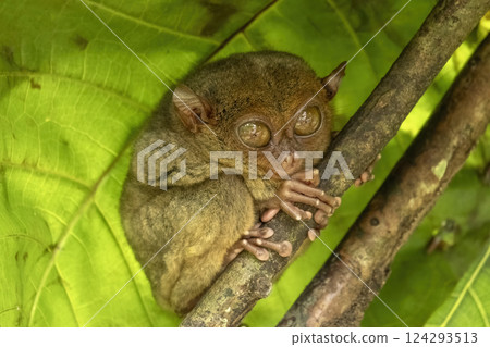 Tarsier monkey on tree in Philippines 124293513