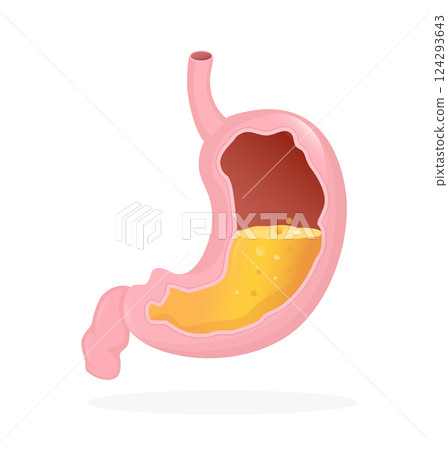 Stomach organ. Flat cartoon vector illustration. Health care concept. Isolated vector icon. Human organs isolated on white background. Stomach organ. Flat cartoon vector illustration. Health care concept. Isolated vector icon. Human organs isolated on white background. 124293643