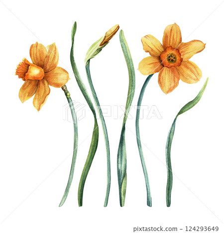 A set of yellow daffodils, narcissi, blooms, bud and leaves. Hand drawn botanical watercolor illustration isolated on white background. For clip art cards invitation 124293649