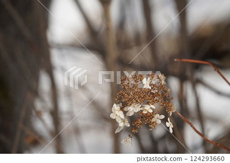 Winter in Hokkaido and Deutzia paniculata 124293660