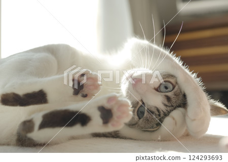 一隻正在打盹的貓 一隻正在打盹的貓 124293693