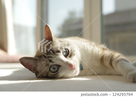 A cat taking a nap 124293704