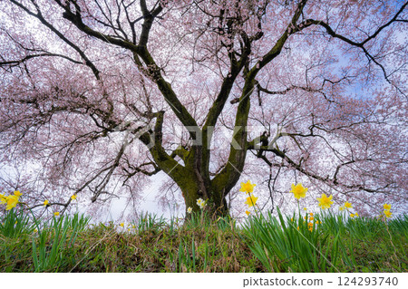 [櫻花材料] 酪梨塚櫻花與水仙 [山梨縣] 124293740