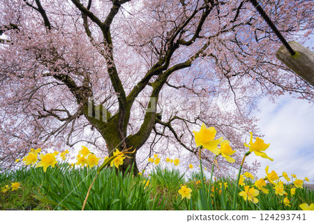 [櫻花材料] 酪梨塚櫻花與水仙 [山梨縣] 124293741