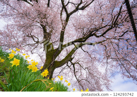 [櫻花材料] 酪梨塚櫻花與水仙 [山梨縣] 124293742