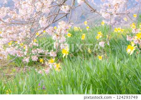 [Cherry blossom material] Wanizuka cherry blossoms and daffodils [Yamanashi Prefecture] 124293749