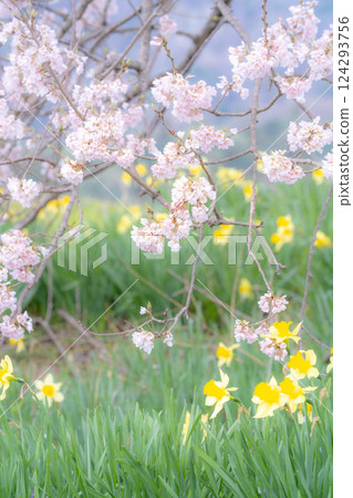 [櫻花材料] 酪梨塚櫻花與水仙 [山梨縣] 124293756