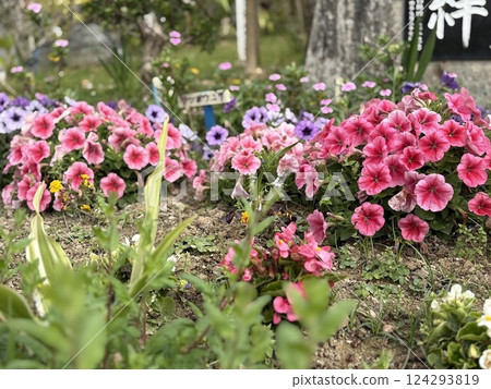 Rose scenery 124293819