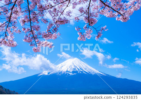 [Cherry Blossoms and Mt. Fuji] Mt. Fuji seen from the north shore of Lake Kawaguchi with cherry blossoms in full bloom [Yamanashi Prefecture] 124293835