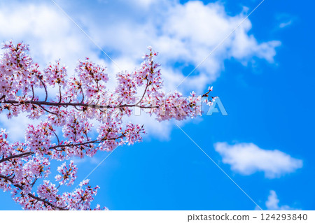 [櫻花與富士山] 從河口湖北岸看到的富士山，櫻花盛開[山梨縣] 124293840