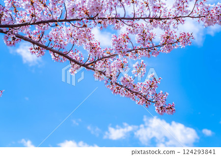 [Cherry Blossoms and Mt. Fuji] Mt. Fuji seen from the north shore of Lake Kawaguchi with cherry blossoms in full bloom [Yamanashi Prefecture] 124293841