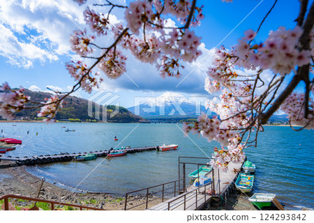 [Cherry Blossoms and Mt. Fuji] Mt. Fuji seen from the north shore of Lake Kawaguchi with cherry blossoms in full bloom [Yamanashi Prefecture] 124293842