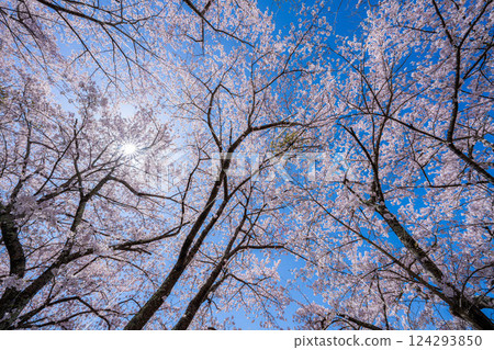 [Cherry Blossoms and Mt. Fuji] Mt. Fuji seen from the north shore of Lake Kawaguchi with cherry blossoms in full bloom [Yamanashi Prefecture] 124293850