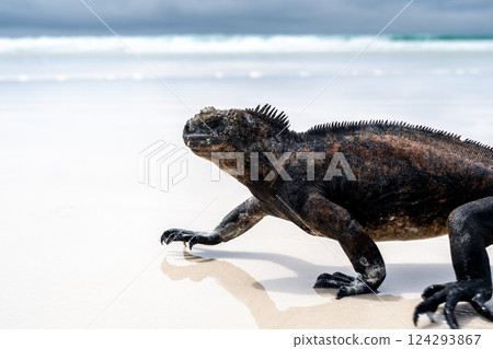 Marine iguana basking on Tortuga Bay beach, Galapagos, Ecuador 124293867