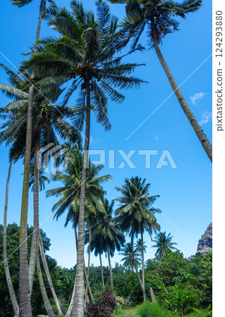 Coconut trees along Vaipo Falls trek, Hakaui Valley, Nuku Hiva, French Polynesia Coconut trees along Vaipo Falls trek, Hakaui Valley, Nuku Hiva, French Polynesia 124293880