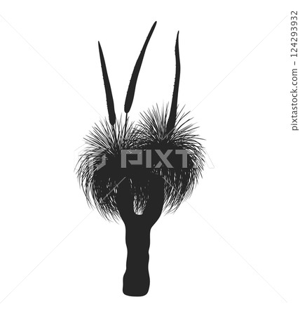 Outline Xanthorrhoea tree with flower vector isolated illustration. The Grass tree in blossom, native Australian endemic flora element Outline Xanthorrhoea tree with flower vector isolated illustration. The Grass tree in blossom, native Australian endemic flora element 124293932