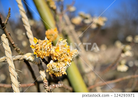 三椐花和花蕾 124293971