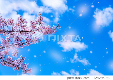 [Cherry Blossom Snowstorm Material] Mt. Fuji and cherry blossom snowstorm seen from the north shore of Lake Kawaguchi with cherry blossoms in full bloom [Yamanashi Prefecture] 124293980