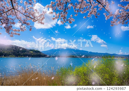 [櫻花暴雪素材] 從盛開的櫻花樹下的河口湖北岸觀賞富士山和櫻花暴雪 [山梨縣] 124293987