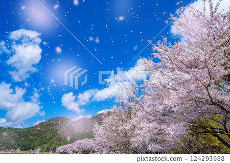 [Cherry Blossom Snowstorm Material] Mt. Fuji and cherry blossom snowstorm seen from the north shore of Lake Kawaguchi with cherry blossoms in full bloom [Yamanashi Prefecture] 124293988