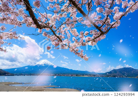 [Cherry Blossom Snowstorm Material] Mt. Fuji and cherry blossom snowstorm seen from the north shore of Lake Kawaguchi with cherry blossoms in full bloom [Yamanashi Prefecture] 124293994