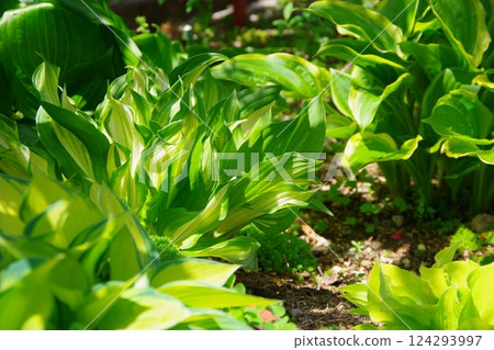 玉簪、Giboushu、Giboshu 124293997