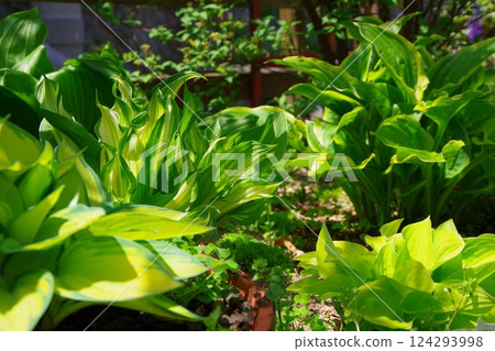 Hosta, Giboushi, Giboshu 124293998