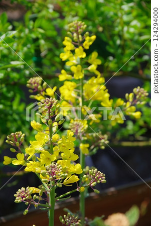 牡丹牡丹的葉子 124294000