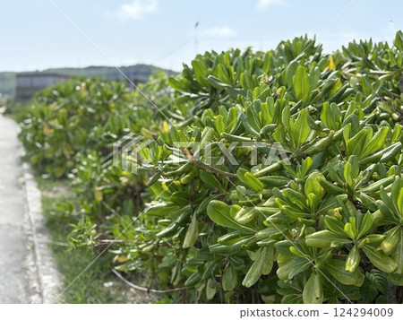種植在海邊的植物 種植在海邊的植物 124294009