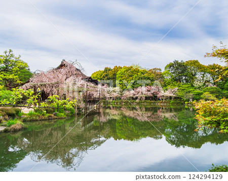 京都之春:平安神宮花園 京都之春:平安神宮花園 124294129