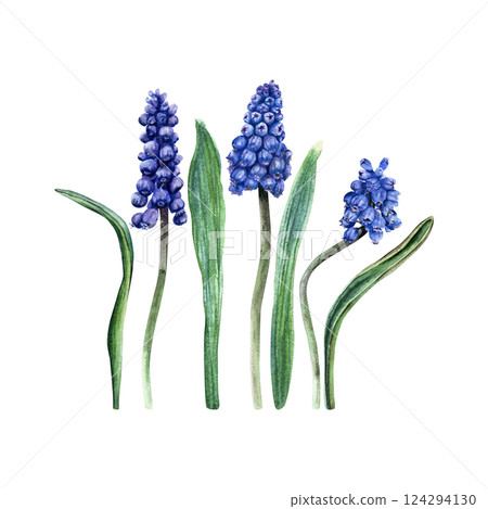 A set of blue grape hyacinth, Muscari blooms and leaves. Hand drawn botanical watercolor illustration isolated on white background. For clip art cards invitation A set of blue grape hyacinth, Muscari blooms and leaves. Hand drawn botanical watercolor illustration isolated on white background. For clip art cards invitation 124294130