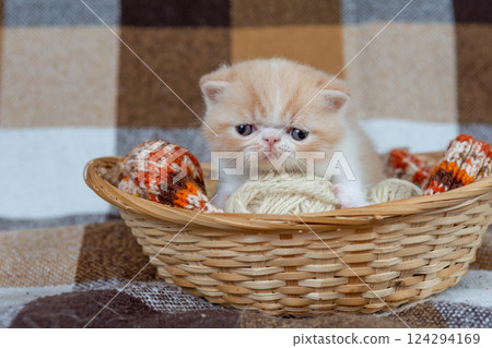 A cute red kitten of an exotic shorthair breed is sitting in a wicker basket on a checkered background and playing with balls of thread 124294169