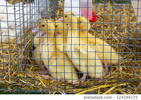 picture of ducklings in the cage picture of ducklings in the cage 124294175